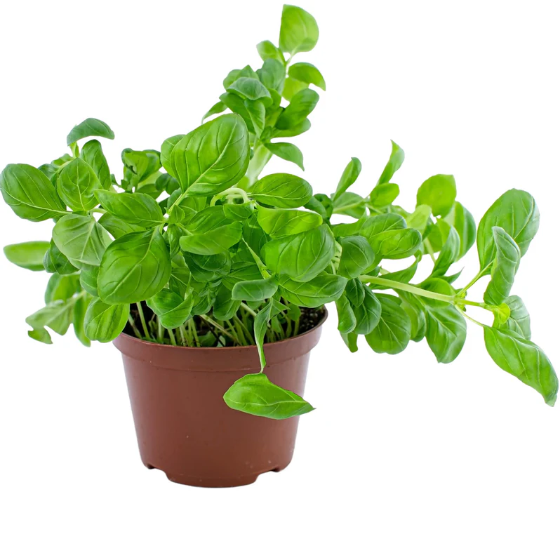 Buy Ocimum Basillicum Plant in UAE | ريحان Herb Plant
