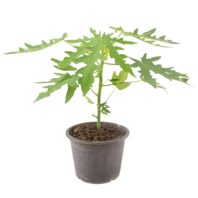 Papaya (Carica Papaya) - Image 2