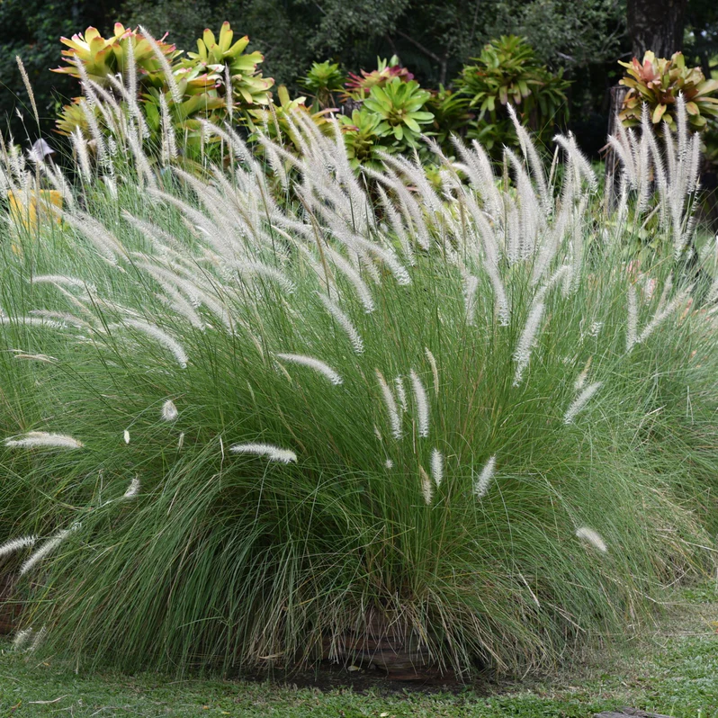 Buy Pennisetum Setaceum in UAE | عشبة بنيسيتوم Plant