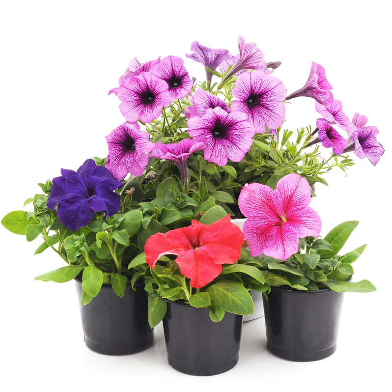 Buy Petunia Plant in UAE | بتونيا Flowering Plant
