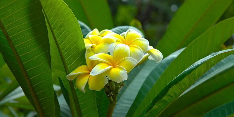 Plumeria Obtusa (Singapore Graveyard) - Image 2