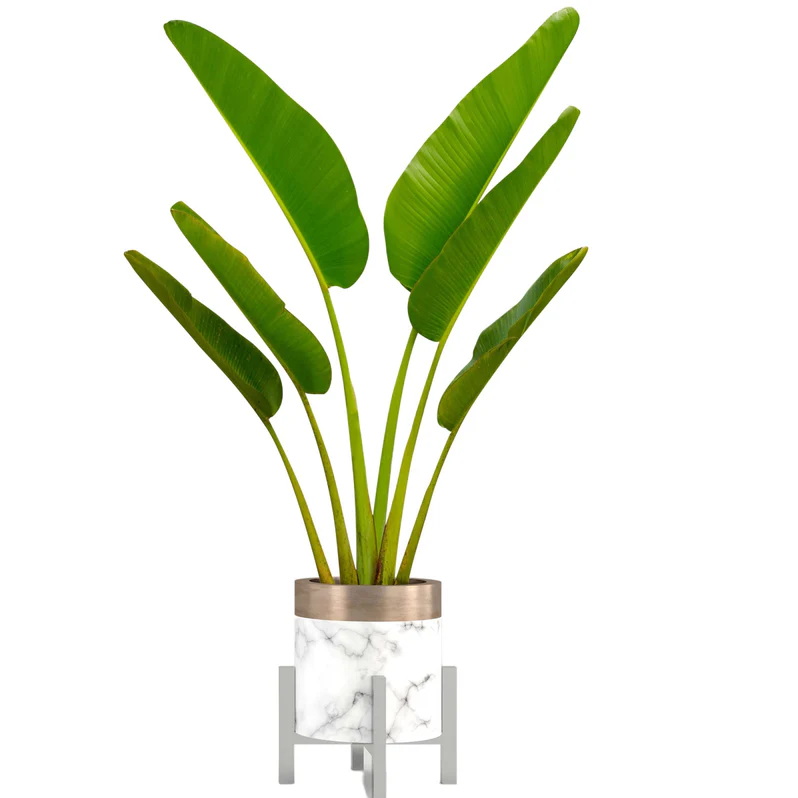 Buy Ravenala Madagascariensis Plant in UAE | نخيل المسافر