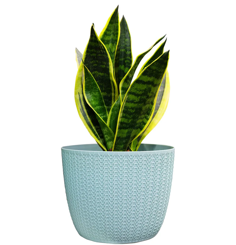 Sansevieria Trifasciata (Snake Plant/Mother-In-Law's Tongue/Dracaena Trifasciata/Saint George's Sword) - Image 2