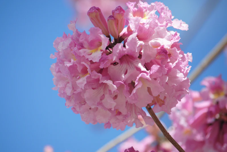 Tabebuia Rosea (Pink Poui/Rosy Trumpet Tree/Indian Cherry Blossom) - Image 2