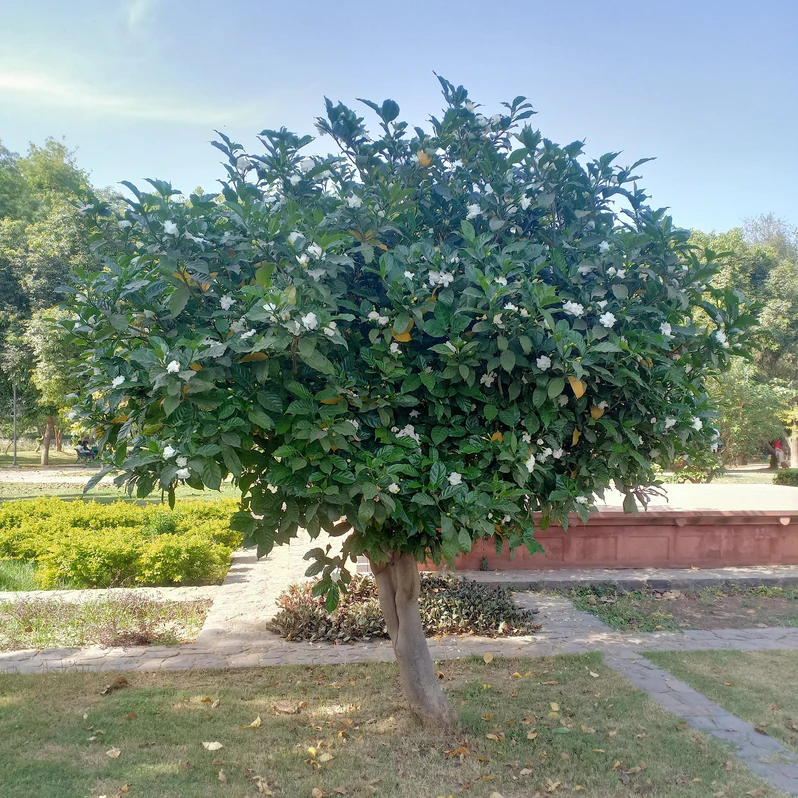 Tabernamontana Divaricata (Pinwheel Flower/East India Rosebay/Nero's Crown/Crepe Jasmine) - Image 2