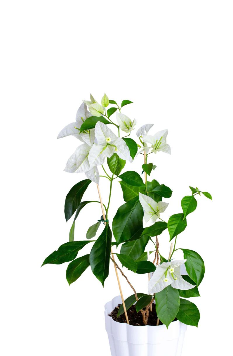 Bougainvillea Spectabilis - Image 2