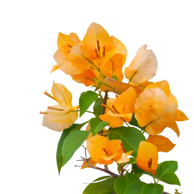 Bougainvillea Spectabilis Orange