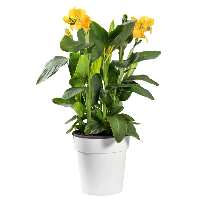 Buy Canna Indica Green | آنا إنديكا جرين Plant UAE