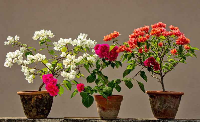 Bougainvillea - Image 2