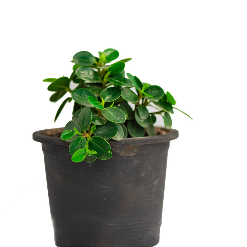 Carissa Grandiflora (Natal Plum /Carissa Green Carpet /Carissa Macrocarpa) - Image 2