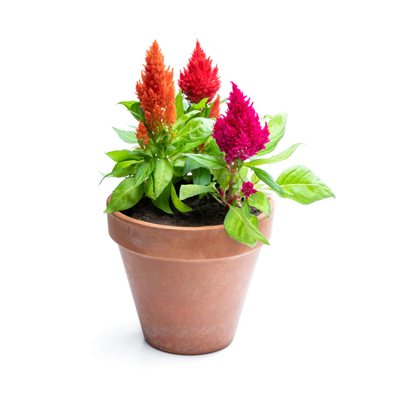 Buy Celosia Plant in UAE | سيلوسيا Ornamental Flower