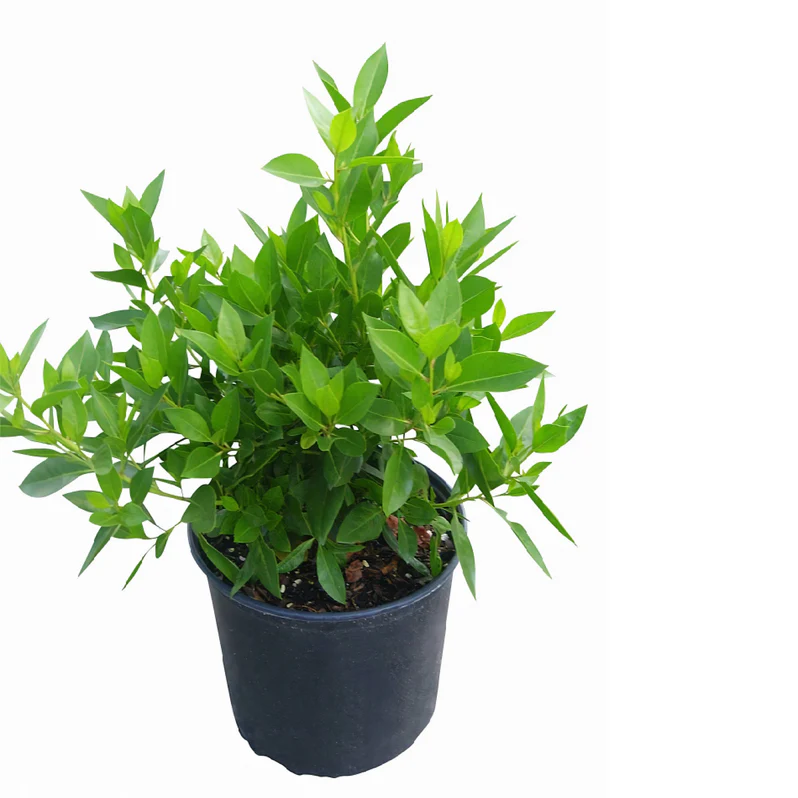 Damas Tree | Conocarpus Erectus (Buttonwood/Button Mangrove) - Image 2