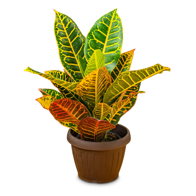 Buy Croton Petra Plant in UAE | كروتون بيترا Indoor Plant