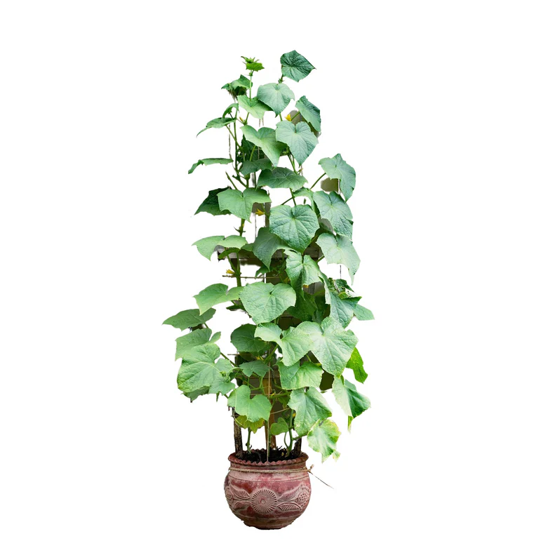 Buy Cucumber (Cucumis Sativus) Plant in UAE | خيار Plant