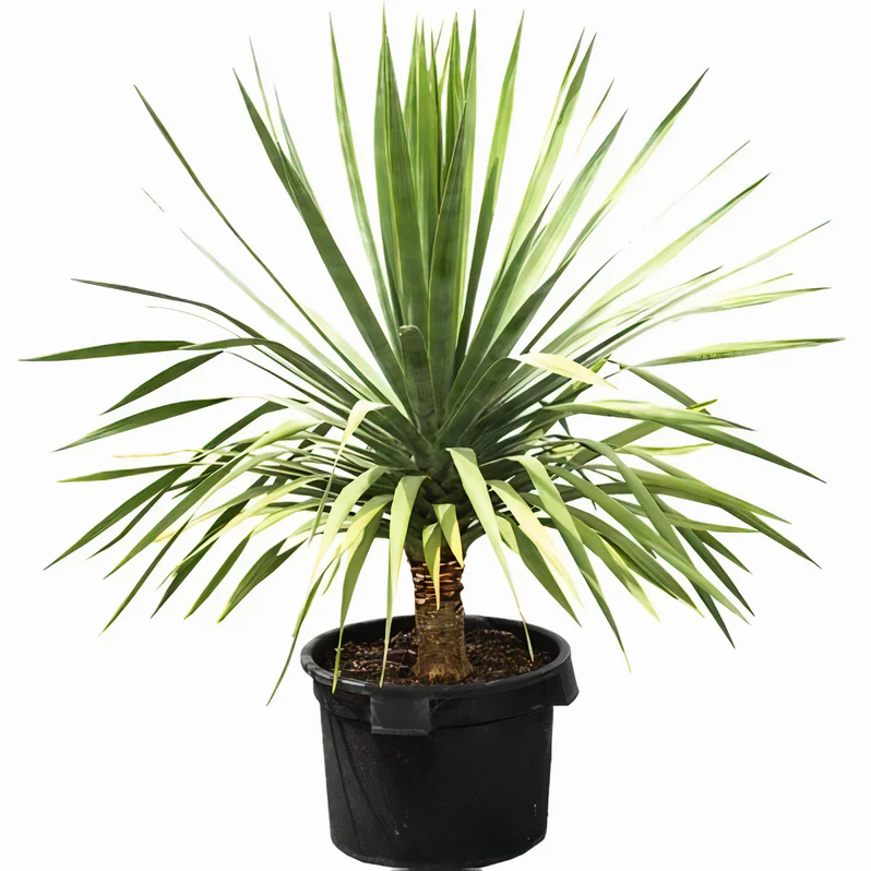 Buy Dracaena Draco Plant in UAE | دراسينا دراكو Tree