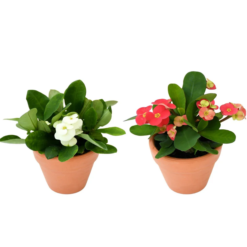 Buy Euphorbia Hybrid Plant in UAE | يوڤوربيا مهجنة