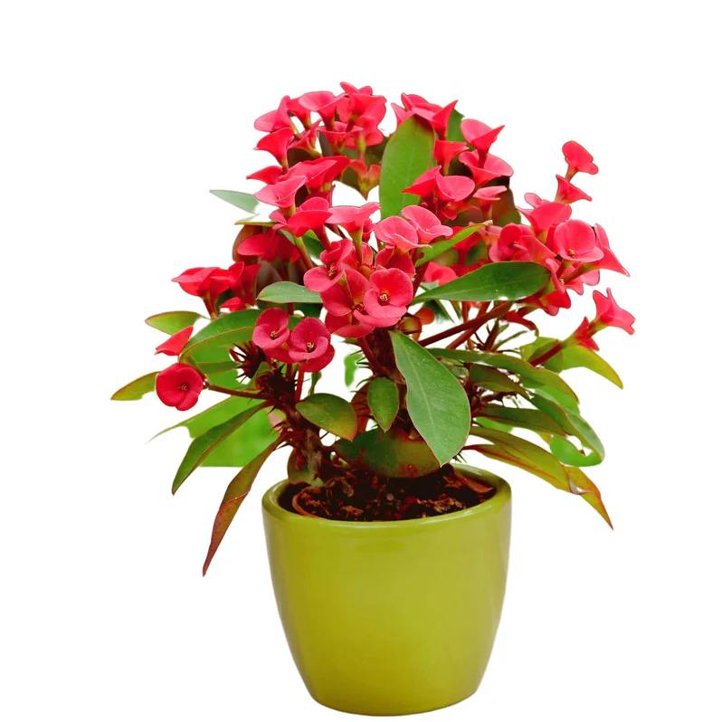Buy Euphorbia Milii in UAE | يوفيوربيا ميليي Thorny Crown of Thorns