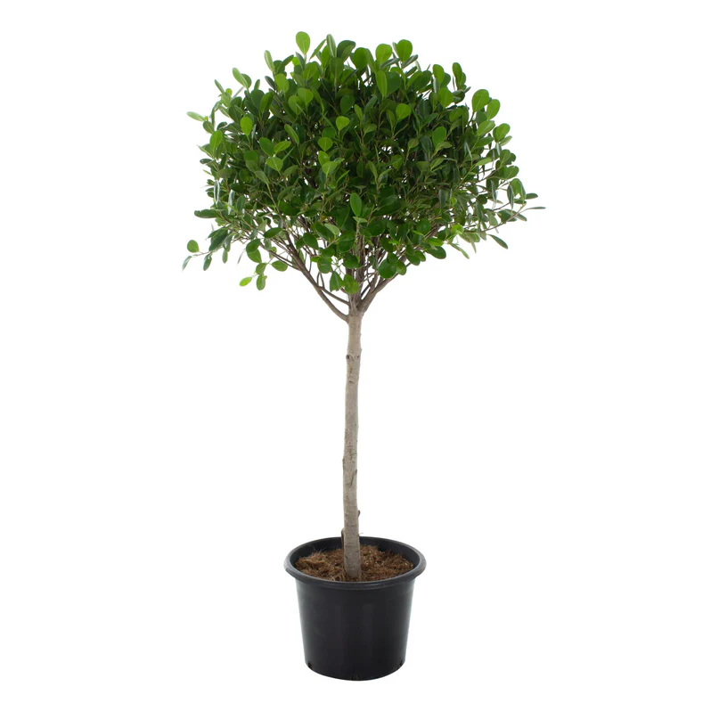 Buy Ficus Panda in UAE | فيكس باندا Rare Indoor Foliage Plant