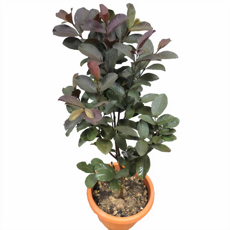 Buy Guava Black Pakistani in UAE | جوافة سوداء باكستانية Fruit Tree