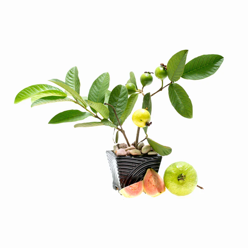 Buy Guava Red Plant in UAE | جوافة حمراء Fruit Tree for Garden