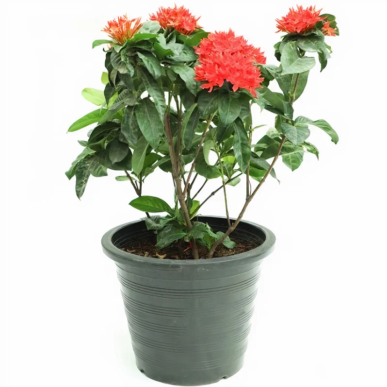 Ixora Coccinea (Chinese Ixora) - Image 2