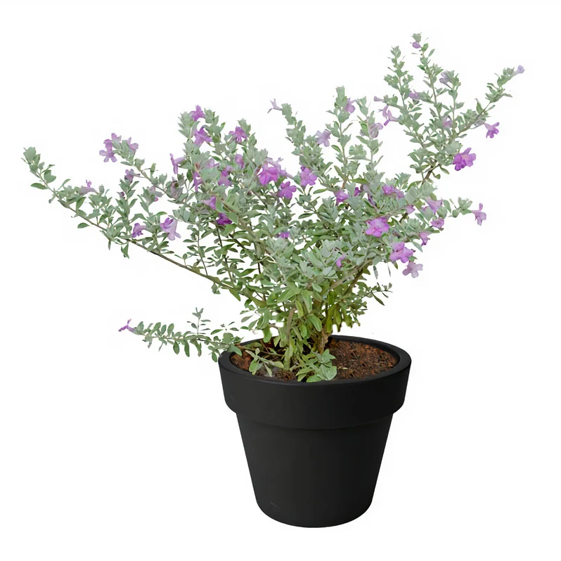 Leucophyllum Frutescens