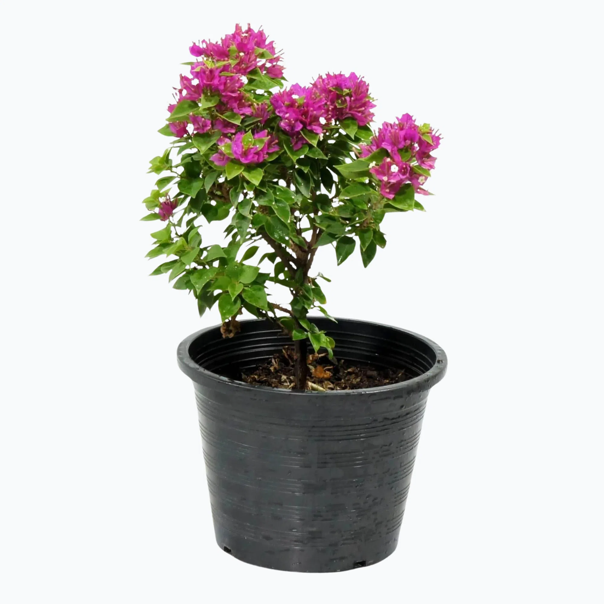 pink-pixie-(bougainvillea)