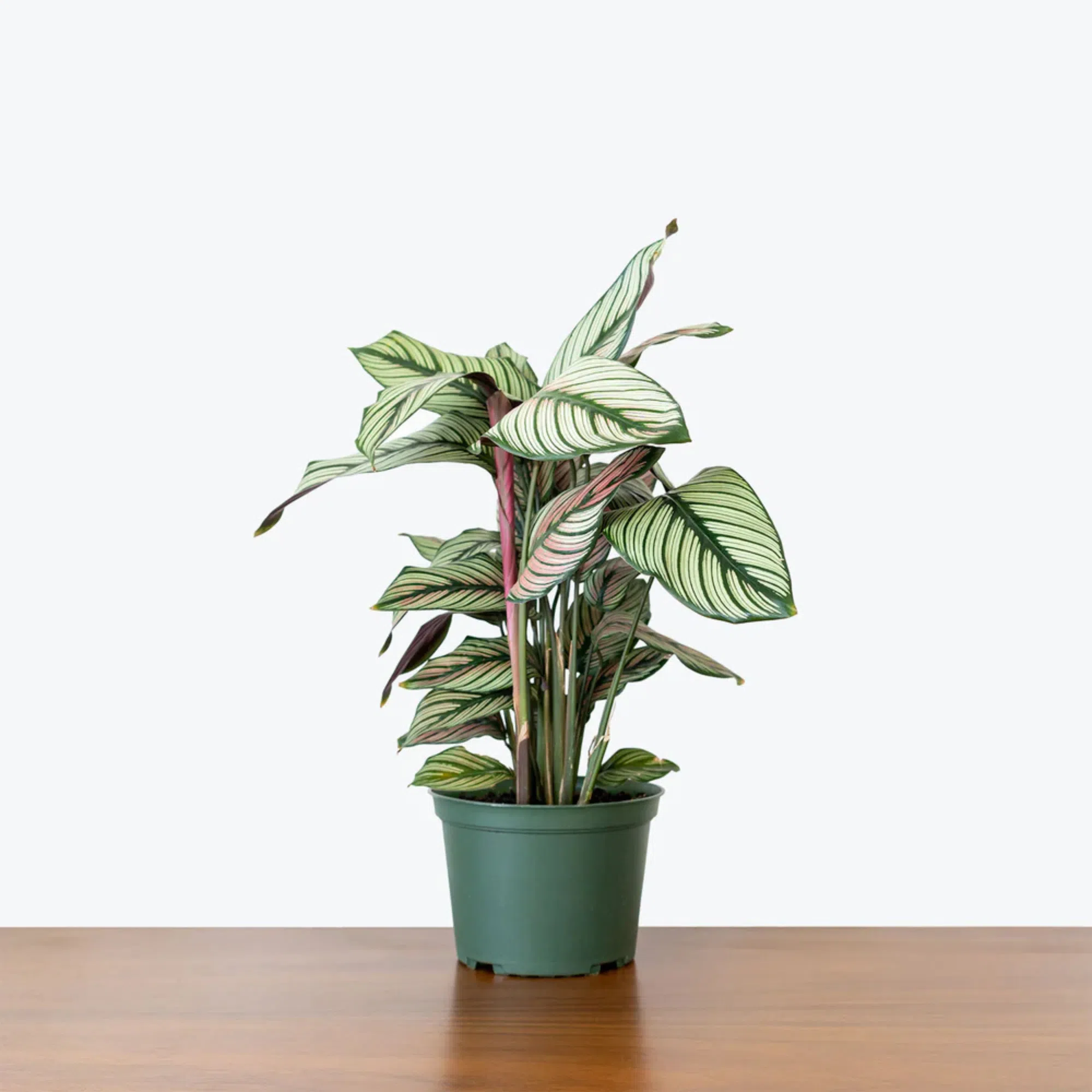 calathea-majestica-white-star-indoor-plant