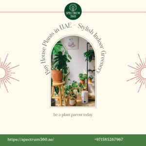 house plants