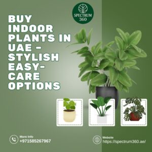 indoor plants