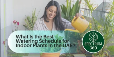 what-is-the-best-watering-schedule-for-indoor-plants-in-the-uae