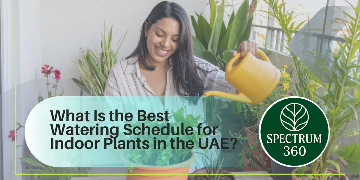 what-is-the-best-watering-schedule-for-indoor-plants-in-the-uae