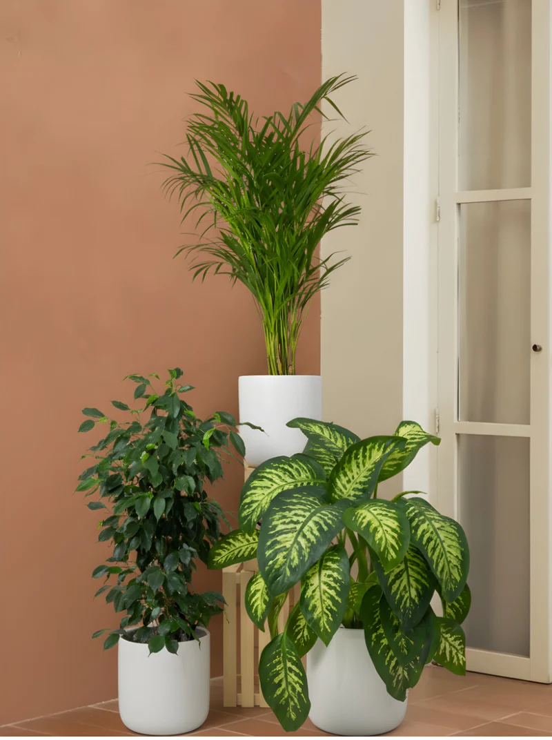 areca-palm-dieffenbachia-seguine-ficus-benjamina
