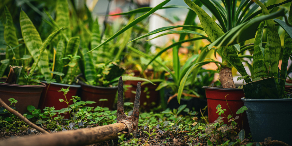 What Type of Soil Is Best for Indoor Plants in the UAE?