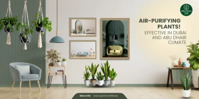 are-air-purifying-plants-effective-in-dubai-and-abu-dhabi-climate