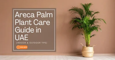 areca-palm-plant-care-guide-in-uae-(indoor-&-outdoor-tips)