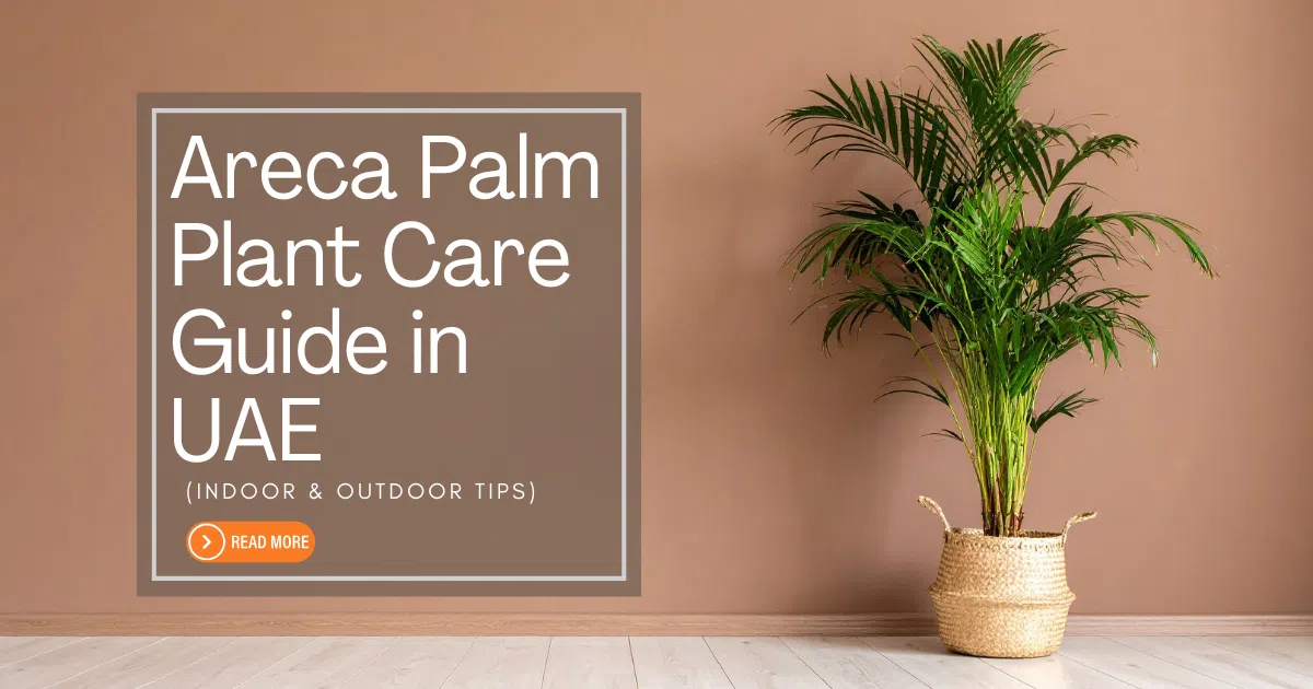 areca-palm-plant-care-guide-in-uae-(indoor-&-outdoor-tips)