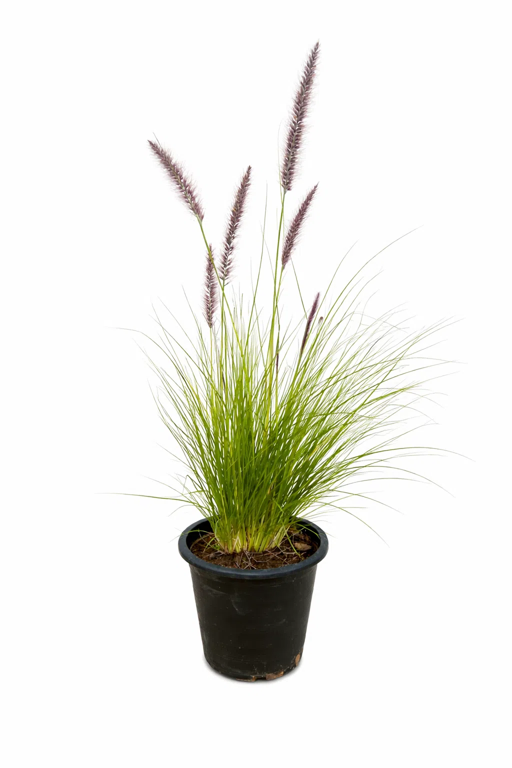 fountain-grass-plant-pennisetum-setaceum