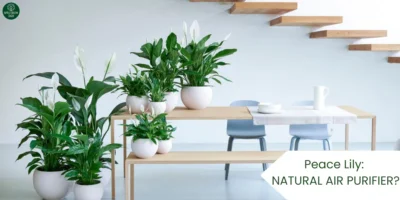 does-peace-lily-purify-air_-how-effective-is-it-for-indoor-air-quality