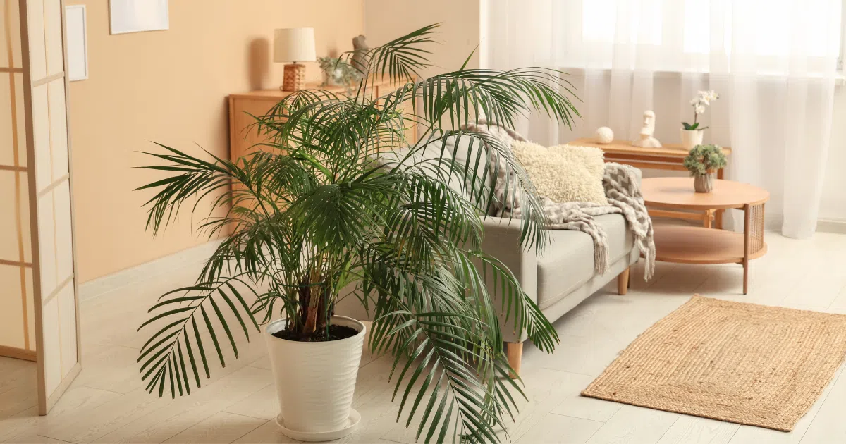 How Much Sunlight Does an Areca Palm Need?