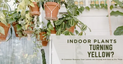 indoor-plants-turning-yellow_-10-common-reasons-your-leaves-are-drying-and-how-to-fix-them