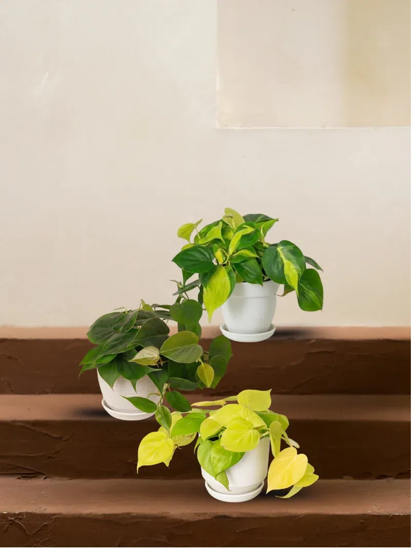 heartleaf-philodendron-variants-bundle-lemon-lime-brasil-&-scandens