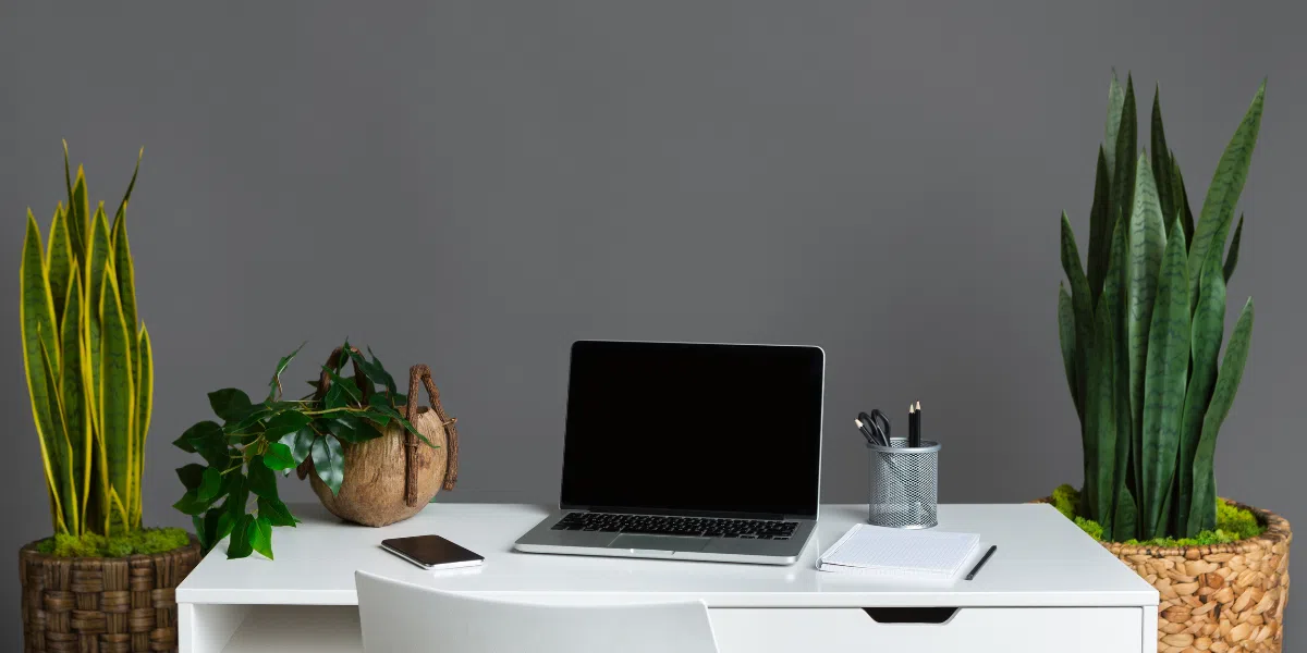 Snake Plant as a Low-Light Office Essential