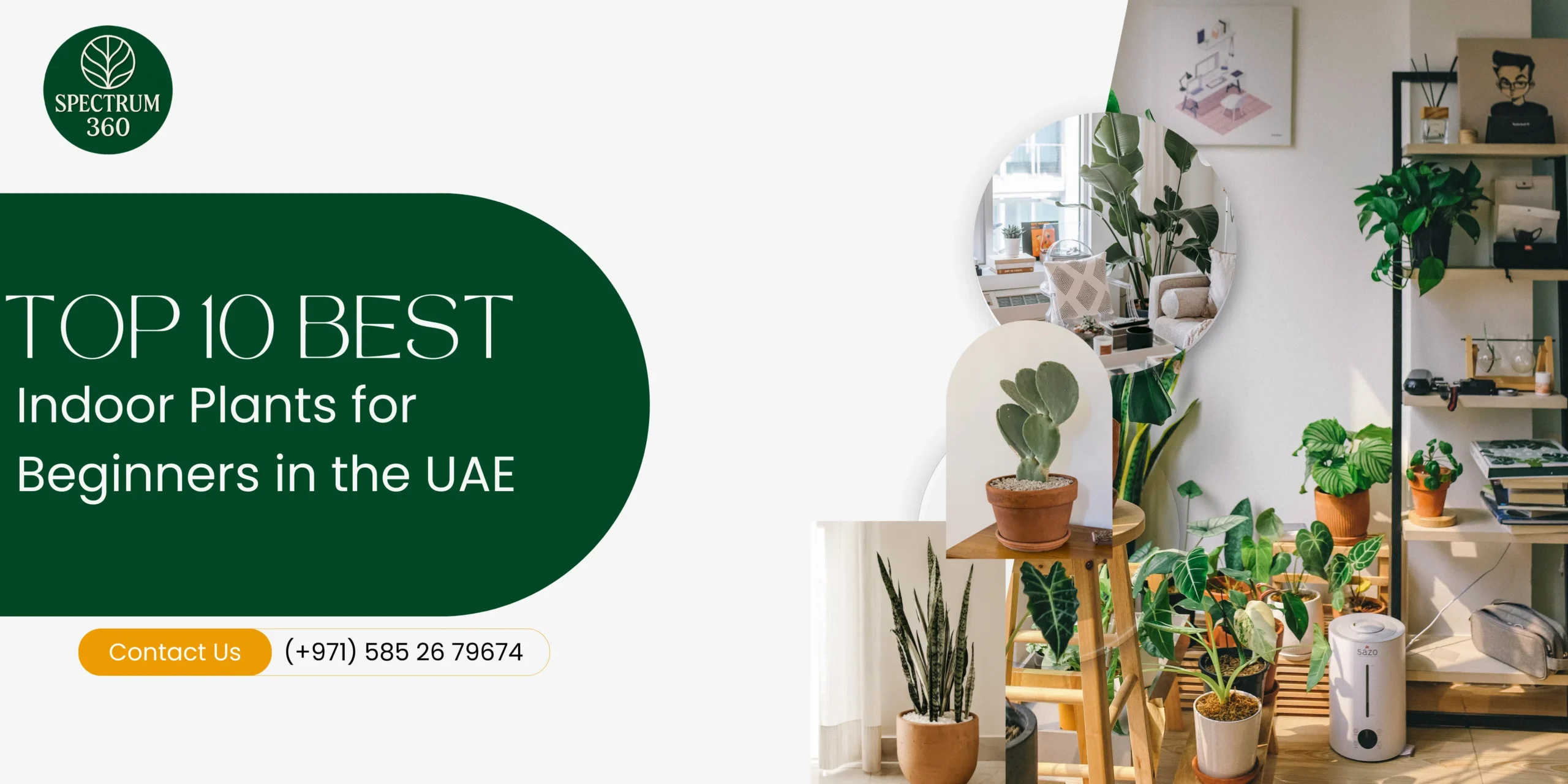 top-10-best-indoor-plants-for-beginners-in-the-uae