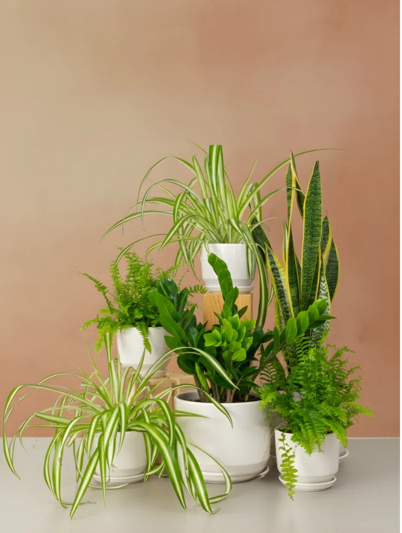 workspace-plant-bundle-spider-plant-fishbone-plant-snake-plant