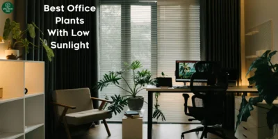 what-are-the-best-office-plants-with-low-sunlight