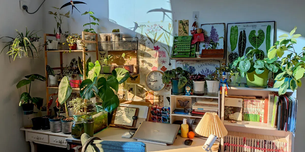 What Is the Best Watering Schedule for Different Indoor Plant Types?