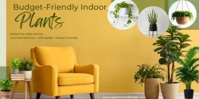 which-are-the-8-most-budget-friendly-indoor-plants-for-uae-homes