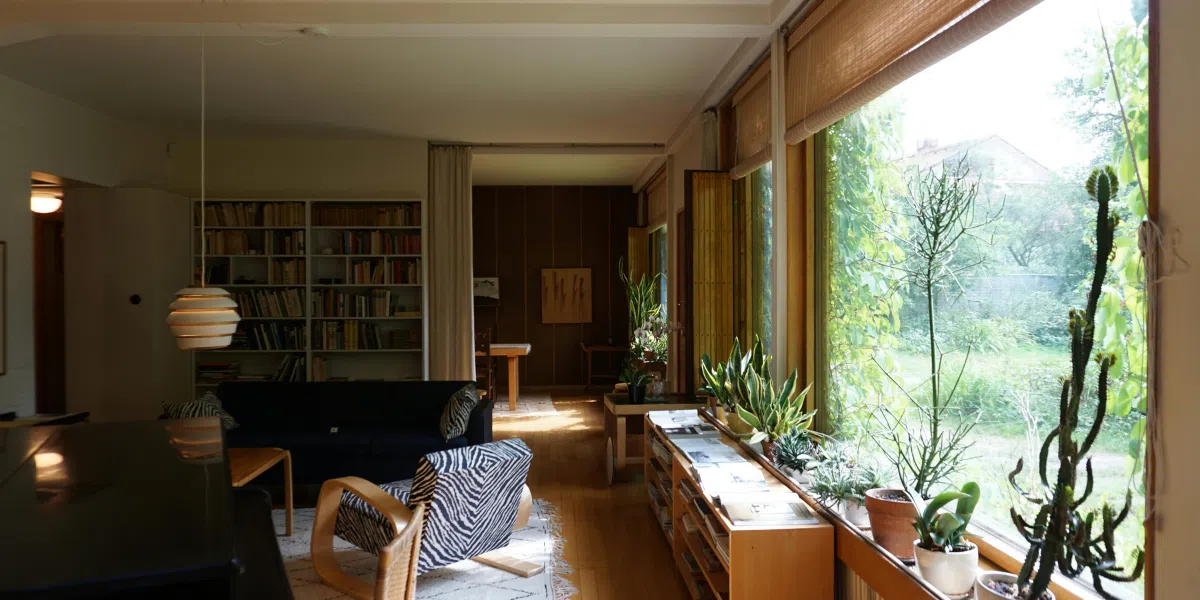 Which Indoor Plants Are Affordable and Easy to Maintain in the UAE?