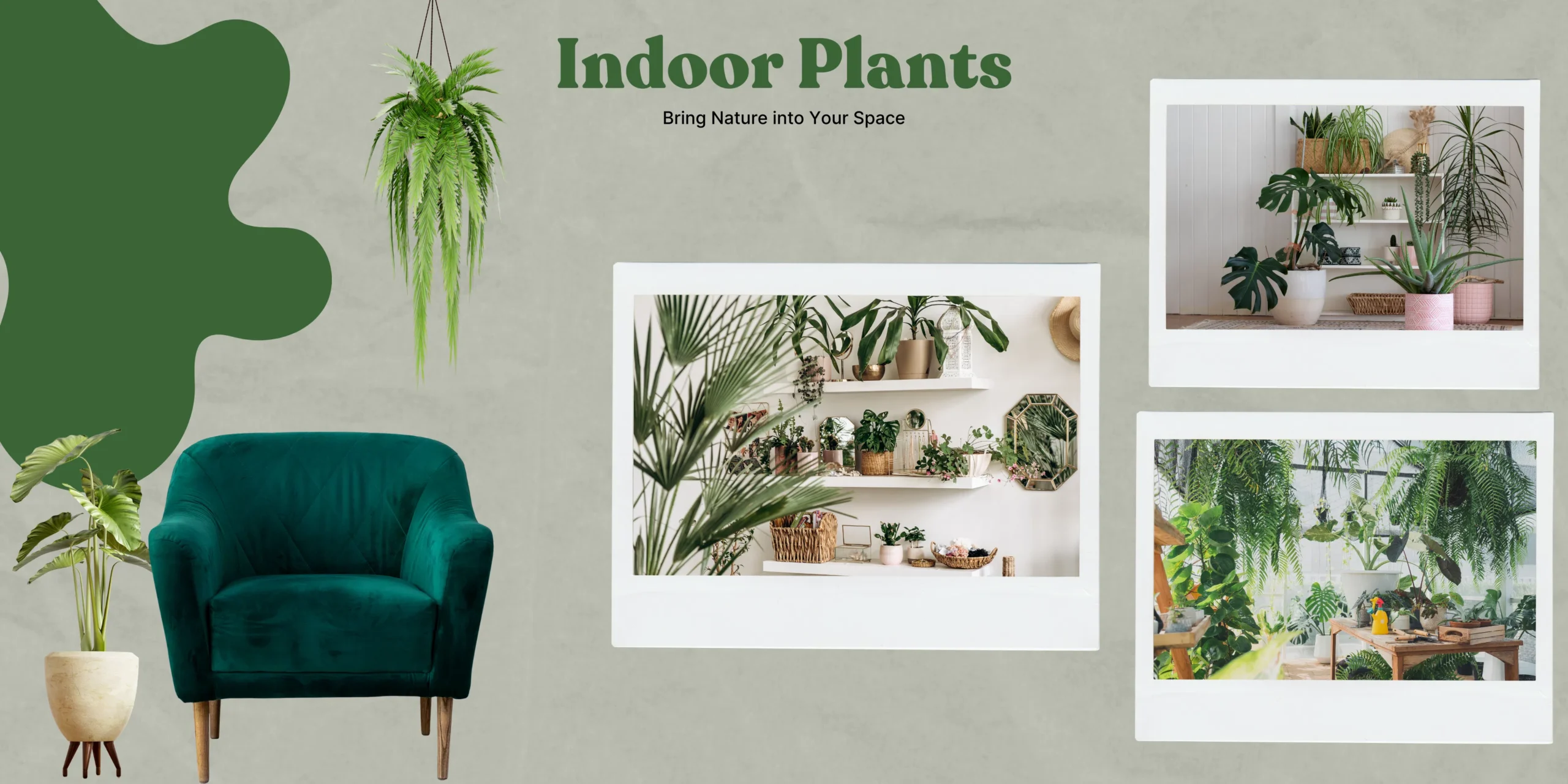 Which Indoor Plants Are Best for Beginners in the UAE?